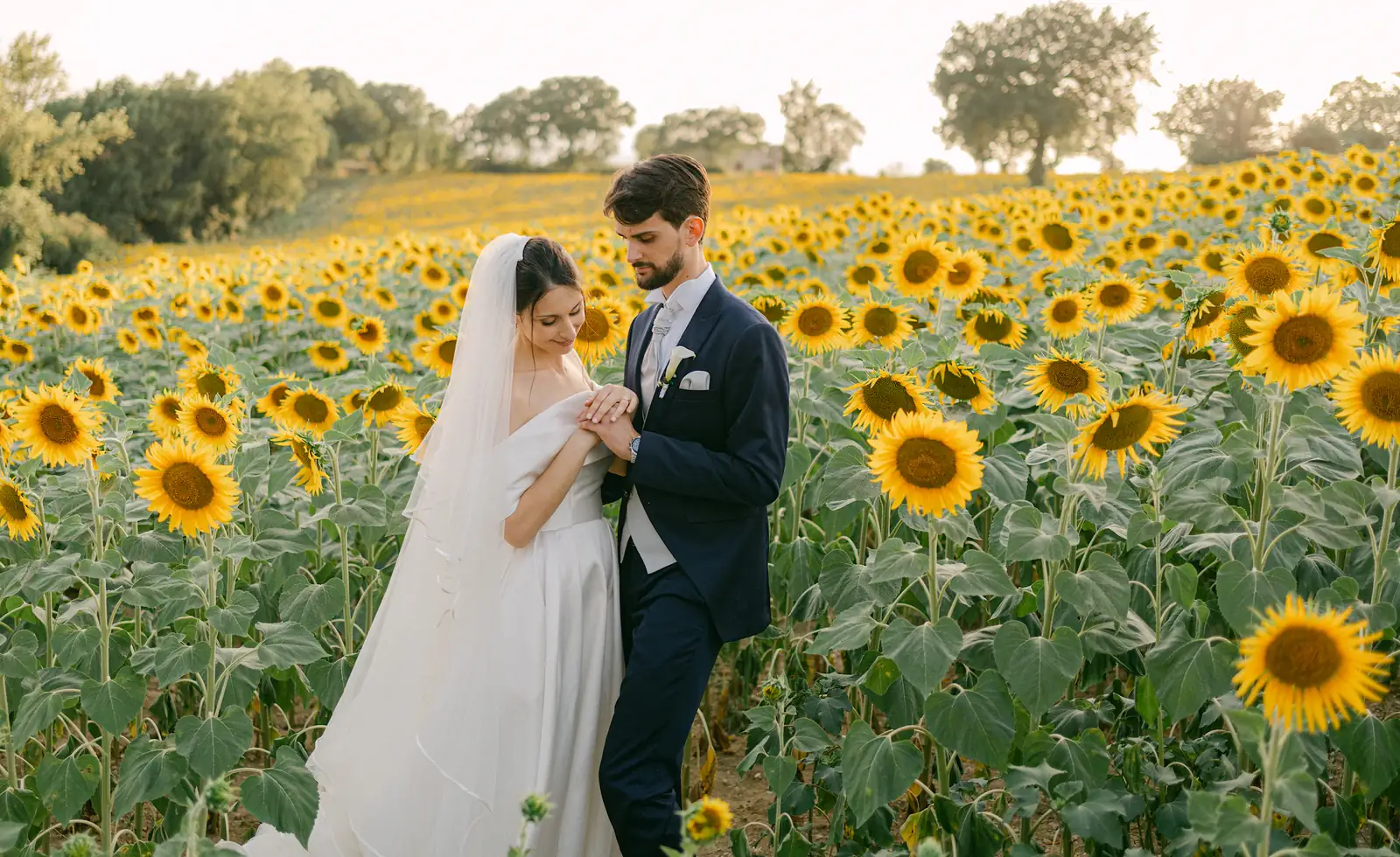 Gli sposi camminano in un campo di girasoli sulle colline umbre